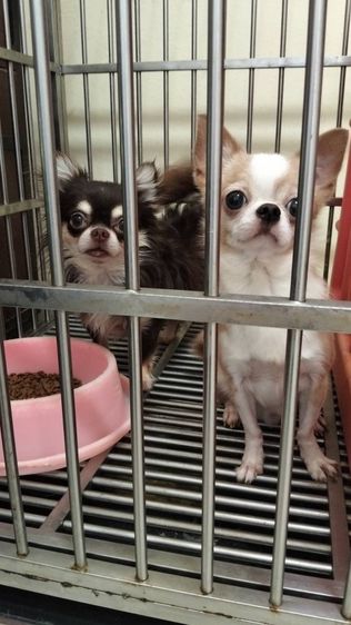 ชิวาวา (Chihuahua) เด็กชายชิวาวา