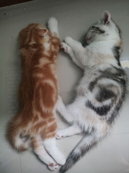สก็อตติช โฟลด์ (Scottish Fold) สก็อตติช คอกสุดท้าย ชาย2หญิง2