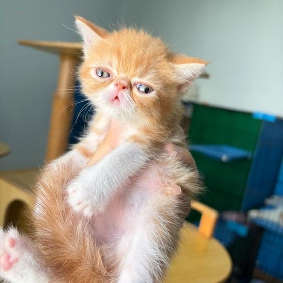 เอ็กโซติก ชอร์ตแฮร์ (Exotic Shorthair) exotic sh