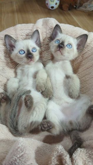 วิเชียรมาศ (Siamese Cat) แมววิเชียรมาศ เพศเมียเพศผู้ อายุ50วันทานอาหารเข้ากระบะทรายเป็น ยังไม่วัคซีนวัคซีนก่อนย้ายตรวจหัดแมวฟรีรับประกันเอดส์แมวกับรูคีเมียคะ