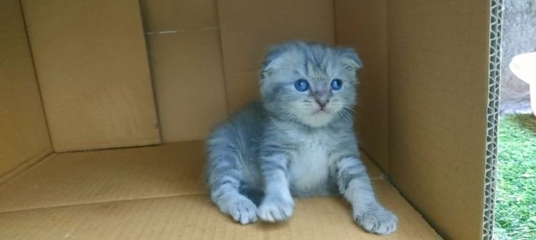 สก็อตติช โฟลด์ (Scottish Fold) แมว