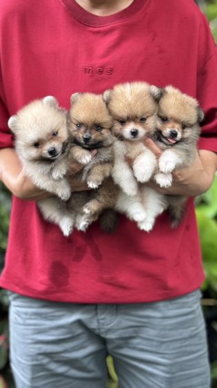 ปอมเมอเรเนียน (Pomeranian) เล็ก ปอมแท้รังสิต จัดส่งทุกจังหวัด