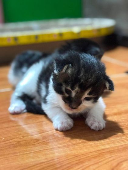 เมนคูนแท้ รูปที่ 8
