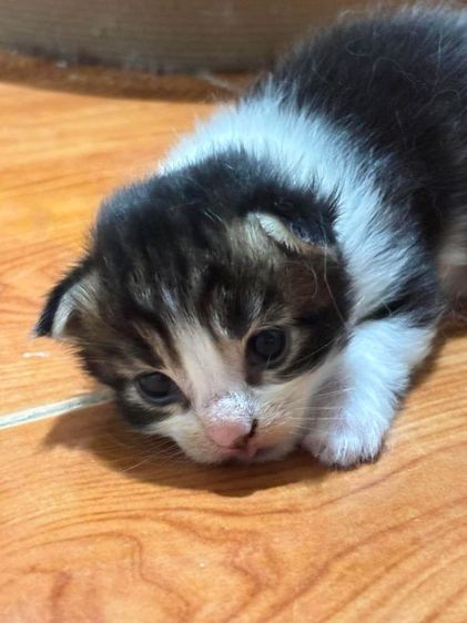 เมนคูนแท้ รูปที่ 9