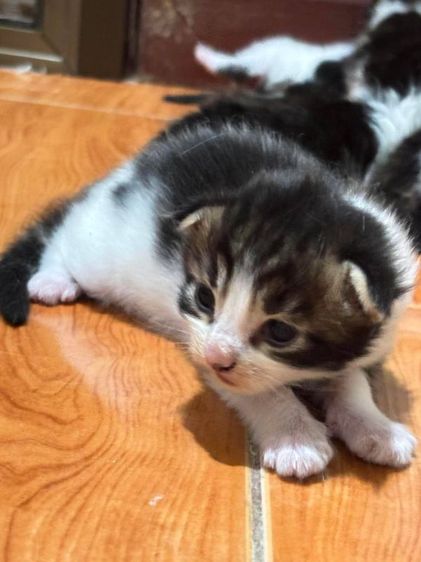 เมนคูนแท้ รูปที่ 11