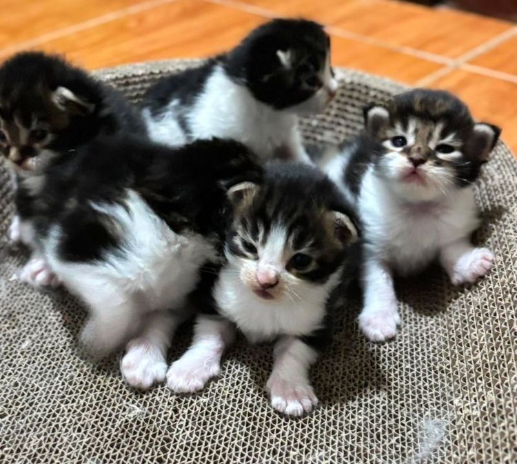 เมนคูน (Maine Coon) เมนคูนแท้