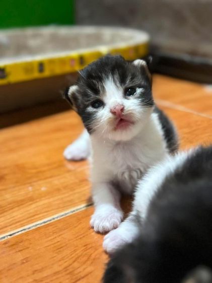 เมนคูนแท้ รูปที่ 12