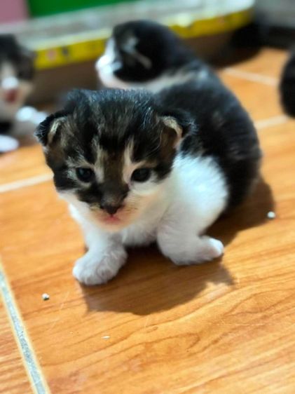 เมนคูนแท้ รูปที่ 10