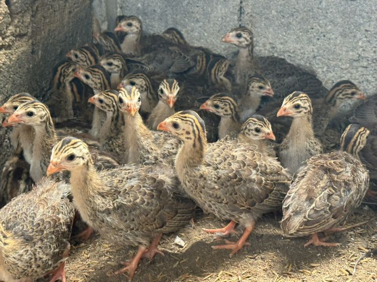 ลูกไก่ต็อก