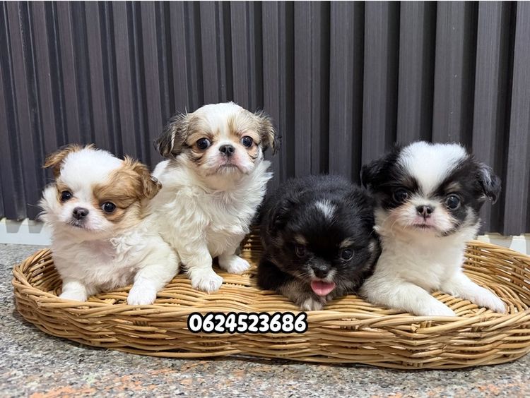 ชิวาวาไต้หวัน