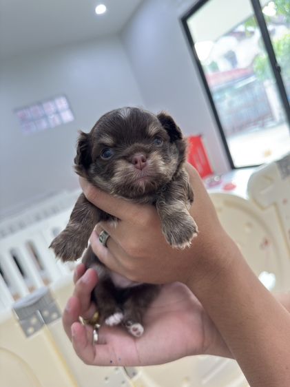 ชิวาวา (Chihuahua) เล็ก ชิวาวาแท้ขนยาวเพศผู้ มีใบรับรอง