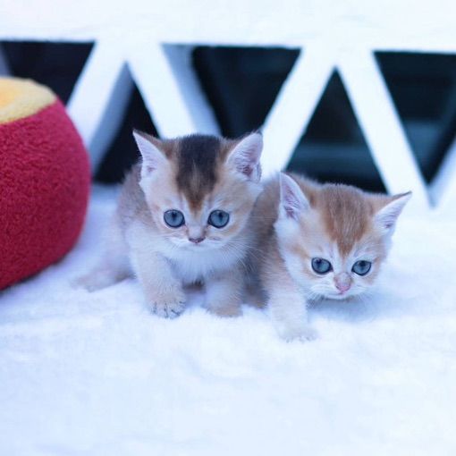 British Shorthair รูปที่ 4