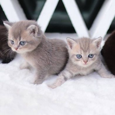 British Shorthair รูปที่ 3