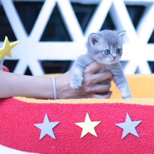 British Shorthair รูปที่ 2