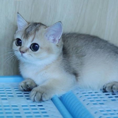 Munchkin รูปที่ 5