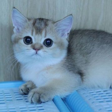 Munchkin รูปที่ 2
