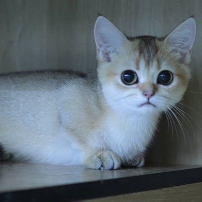 Munchkin รูปที่ 3