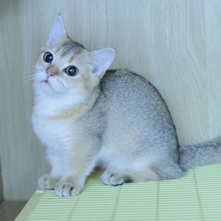 Munchkin รูปที่ 4
