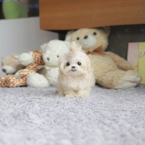 Maltipoo รูปที่ 3