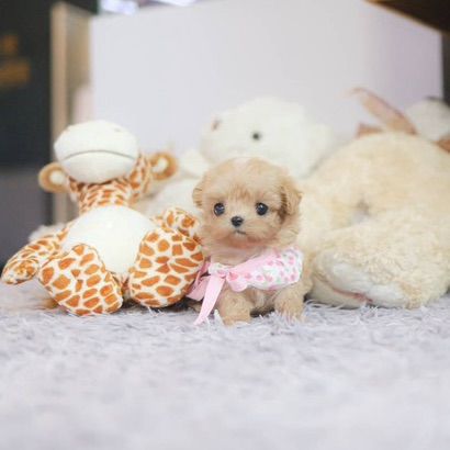 Maltipoo รูปที่ 8