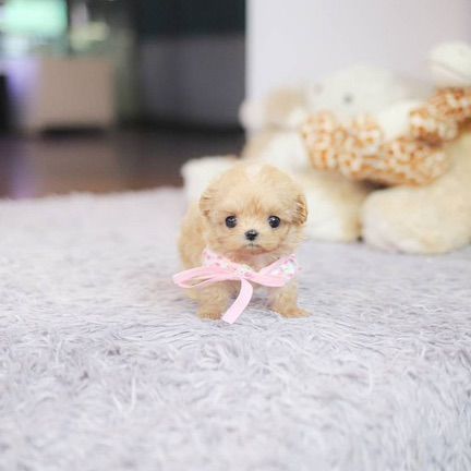 Maltipoo รูปที่ 6