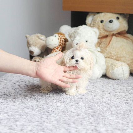 Maltipoo รูปที่ 5