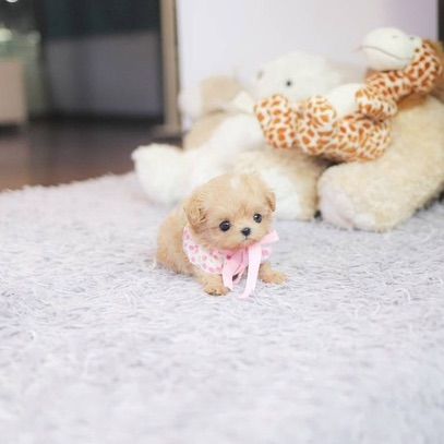 Maltipoo รูปที่ 7