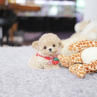Maltipoo รูปที่ 2