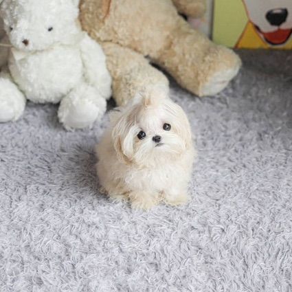 Maltipoo รูปที่ 4