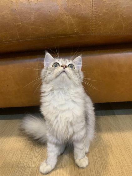 สก็อตติช โฟลด์ (Scottish Fold) สก็อตติช แท้
