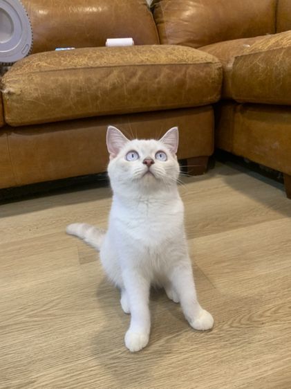 สก็อตติช โฟลด์ (Scottish Fold) สก็อตติช แท้
