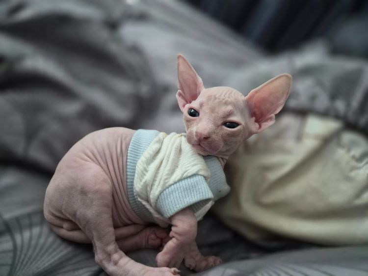 สฟิงซ์ (Sphynx) แมวสฟิงซ์ ขายาว เพศผู้