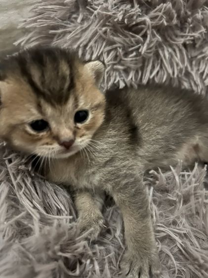 บริติช ชอร์ตแฮร์ (British Shorthair) เปิดจอง ลูกแมว บริติชแฮร์