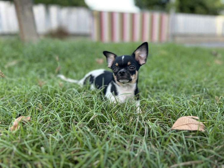 ชิวาวา (Chihuahua) เล็ก ลูกสุนัขชิวาวา