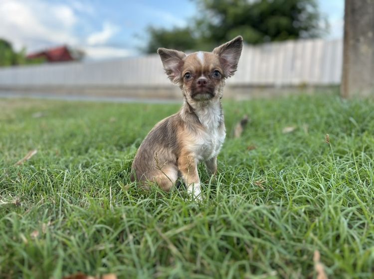 ชิวาวา (Chihuahua) เล็ก ลูกสุนัข ชิวาวา
