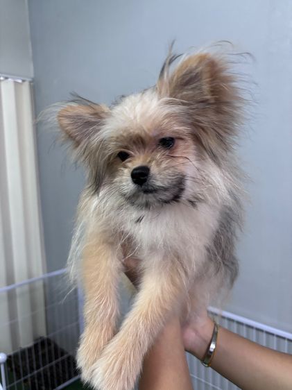ปอมเมอเรเนียน (Pomeranian) เล็ก ขายหมาปอม-ชิสุ อายุ 4 เดือน 