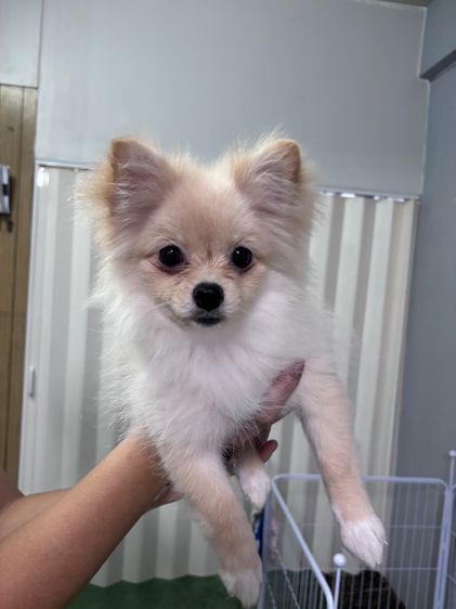 ปอมเมอเรเนียน (Pomeranian) เล็ก ขายหมาพันธุ์ปอมผสมชิสุเพศเมีย อายุ 4 เดือน 
