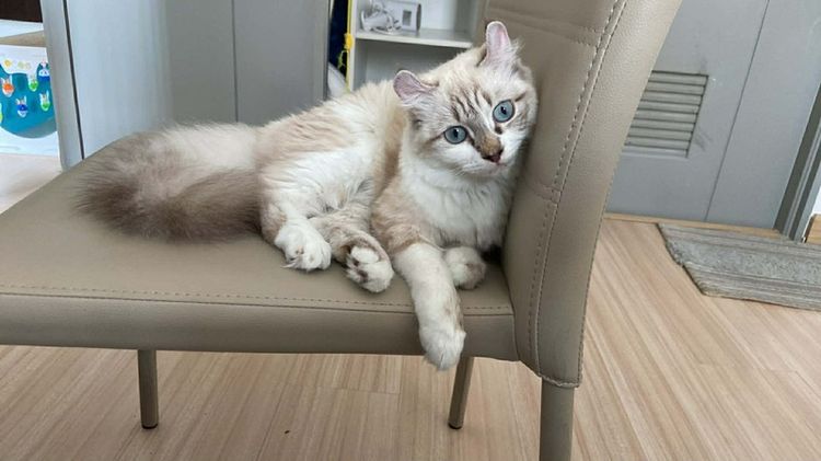อเมริกัน เคิร์ล (American Curl) อเมริกันเคิร์ล
