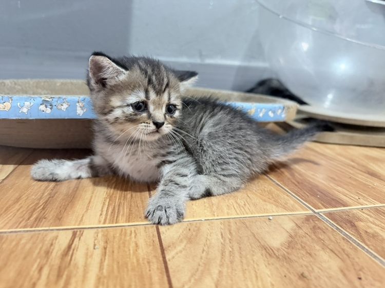 สก็อตติช โฟลด์ (Scottish Fold) ลูกแมว