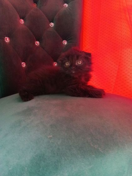 สก็อตติช โฟลด์ (Scottish Fold) ลูกเเมวสก๊อตติชโฟ