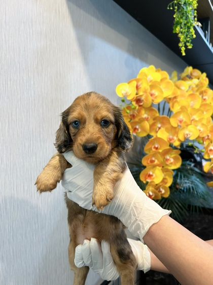 ดัชชุน (Dachshund) เล็ก ❌ขายแล้ว❌ดัชชุน มินิดัชชุนขนยาว เพศหญิง สี Chocolate Dapple ราคา 20,300 บาท