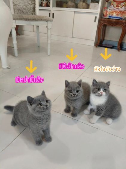 บริติช ชอร์ตแฮร์ (British Shorthair) บริติชช็อตแฮร์