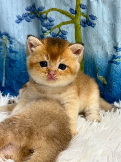british shorthair (Boy)