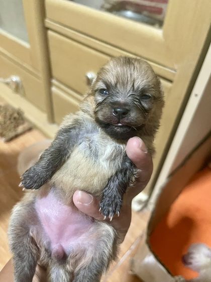 น้องหมาปอมเพิ่มเติมโทรสอบถามหรือแอดไลน์ได้ที่0947390015 รูปที่ 5