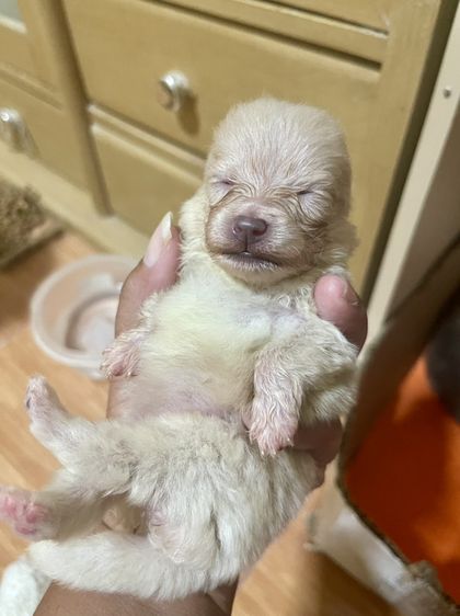 น้องหมาปอมเพิ่มเติมโทรสอบถามหรือแอดไลน์ได้ที่0947390015 รูปที่ 7
