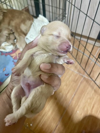 น้องหมาปอมเพิ่มเติมโทรสอบถามหรือแอดไลน์ได้ที่0947390015 รูปที่ 11