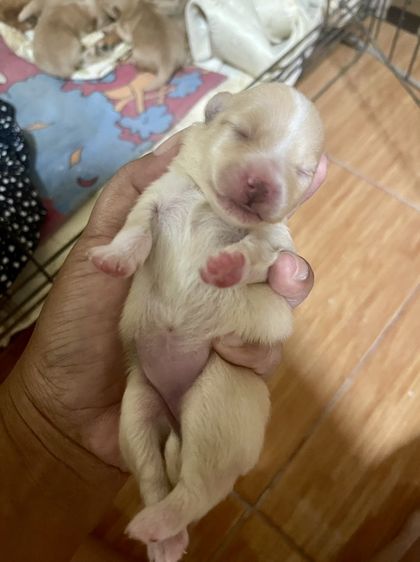 น้องหมาปอมเพิ่มเติมโทรสอบถามหรือแอดไลน์ได้ที่0947390015 รูปที่ 13