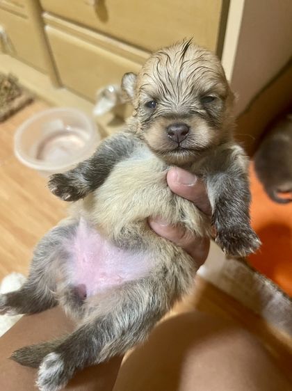 น้องหมาปอมเพิ่มเติมโทรสอบถามหรือแอดไลน์ได้ที่0947390015 รูปที่ 9