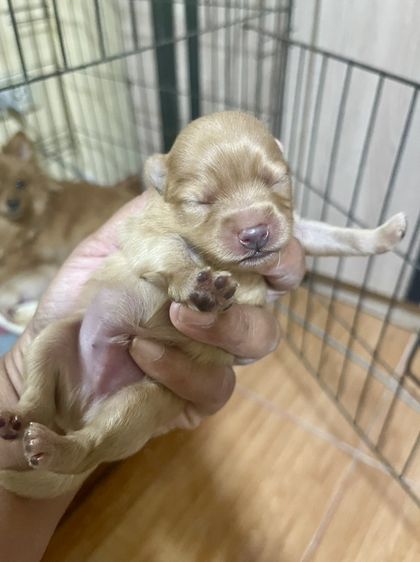 น้องหมาปอมเพิ่มเติมโทรสอบถามหรือแอดไลน์ได้ที่0947390015 รูปที่ 10