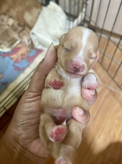 น้องหมาปอมเพิ่มเติมโทรสอบถามหรือแอดไลน์ได้ที่0947390015 รูปที่ 12